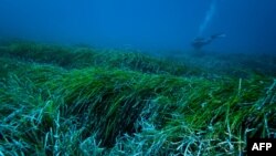Pemandangan bawah laut dari padang lamun Posidonia Oceanica di Laut Mediterania, sebagai ilustrasi. (Foto: AFP/University of Barcelona/Jordi Regas)