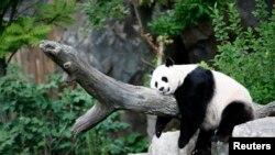 Mei Xiang sedang menikmati tidur siang di Kebun Binatang Nasional, Washington, DC (foto: dok).