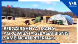 Bergairahnya Usaha Agrowisata sebagai Bisnis Sampingan Peternak