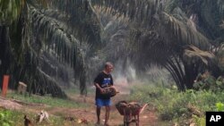 Seorang membawa tandan buah segar kelapa sawit di sebuah perkebunan kelapa sawit di Pekanbaru, Provinsi Riau, 14 September 2019. 