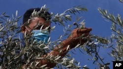 资料照片：一名巴勒斯坦农民戴着口罩在加沙市采摘橄榄。(2020年10月8日)