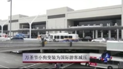 万圣节小狗变装为国际游客减压