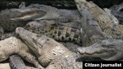 Badan Narkotika Nasional (BNN) berencana membuat pulau penjara yang dijaga 1.000 buaya. 