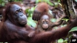 Orangutan yang telah direhabilitasi dan dilepaskan oleh Dr. Biruté Mary Galdikas, menggendong bayinya yang baru lahir di Taman Nasional Tanjung Puting. (Foto: Dok)