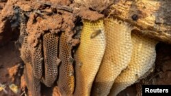A hive of wild bees is photographed where volunteer farmers work to relocate them, protecting them from the lack of flowering caused by drought and attacks from people who consider them aggressive, in Santa Ana Zegache, Mexico, April 30, 2024.