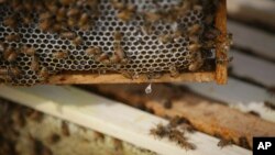 Madu menetes dari kerangka sarang lebah di peternakan EcOhio di Mason, Ohio.