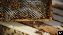 Lebah di sarangnya di EcOhio Farm, Mason di negara bagian Ohio, AS. (Foto: Dok)