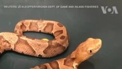 ခေါင်းနှစ်လုံးနဲ့ မြွေ