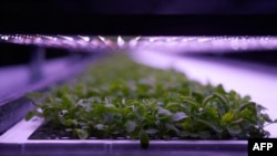Foto yang diambil pada 2 November 2020 ini menunjukkan tanaman yang ditanam pada pertanian vertikal 'Nordic Harvest' yang berbasis di Taastrup, di pinggiran barat Kota Copenhagen, Denmark. (Foto: AFP/Thibault Savary)