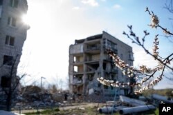 Grana kajsije u cvatu ispred unštenih stambenih zgrada u Iziumu, oblast Harkova, Ukrajina, 6. aprila 2024.