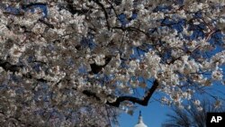 Bunga sakura bermekaran di National Mall dekat gedung Capitol di blossom trees are in bloom on the National Mall near the Capitol in Washington, on Monday, March 23, 2009. The city's annual Cherry Blossom Festival, whose trees along the tidal basin are just starting to bloom, begins on Saturday March 28, 2009. (
