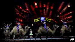 Para pemain sirkus yang tergabung dalam Ringling Bros. and Barnum & Bailey mengendarai unta-unta dalam pertunjukkannya hari Sabtu (14/1). Orlando, Florida. (foto: AP Photo/Chris O'Meara)