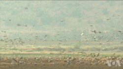 气候变化影响鸟类冬迁计划