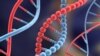 Studi: Informasi Digital Dapat Disimpan di DNA