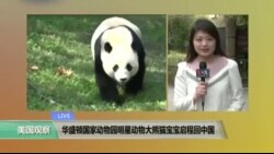 VOA连线: 华盛顿国家动物园明星动物大熊猫宝宝启程回中国