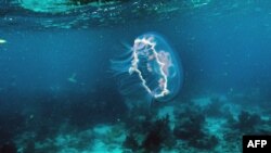 Meduza pliva preko mrtvog korala na dnu okeana na obali Ki Larga, Florida, 23. septembar, 2021. (Foto: AFP/Chandan Khanna)