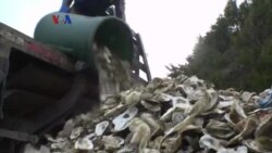 Daur Ulang Cangkang untuk Budidaya Tiram