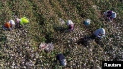 中国新疆哈密的农民在摘棉花 (2018年10月14日)