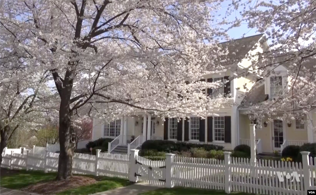 华盛顿郊区Chevy Chase的一个有1000多棵樱花树的安静社区肯伍德 ,樱花争美斗艳,吸引了来自世界各地的游客。
