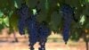 Anggur Shiraz di utara Sydney di Australia, 14 Februari 2018. (Foto: Reuters/David Gray
