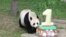 国家动物园为熊猫贝贝庆贺首个生日