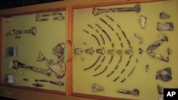 Fosil "Lucy", kerangka Australopithecus afarensis yang pertama ditemukan, dipamerkan di Museum Sejarah Alam Ethiopia. (Foto:dok)