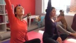 Doga: Yoga Bersama Anjing Peliharaan