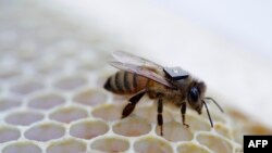 This undated handout picture released August 25, 2015 by Australia's national science agency the Commonwealth Scientific and Industrial Research Organisation (CSIRO) shows a micro-sensor glued onto the back of a honey bee to monitor its movements. 