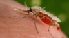 Hari Malaria Sedunia: 3 Kabupaten di NTT Berhasil Berantas Malaria