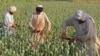 Afghanistan Poppy Crop Hits Record High