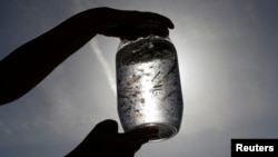 Maria-Luiza Pedrotti, seorang pakar biologi kelautan dengan spesialisasi mikroplastik, melihat sampel air laut yang diambil dari Laut Tengah, dekat Villefranche-Sur-Mer, di French Riviera, Perancis, 19 Oktober 2018. (Foto: Reuters)