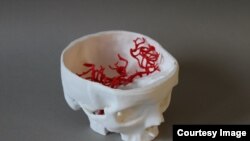 3D Lobanja, Foto:: Adi Pandžić