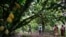 Des femmes d'une association locale de producteurs de cacao marchent dans une ferme de cacao à Djangobo, dans l'est de la Côte d'Ivoire. (Photo REUTERS/Thierry Gouegnon )