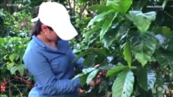 运用区块链技术管理咖啡种植进口和烘焙